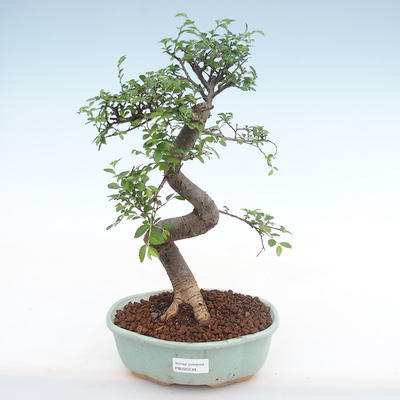 Indoor-Bonsai - Ulmus parvifolia - Kleine Blattulme PB220139 - 1