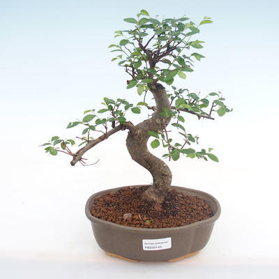 Indoor-Bonsai - Ulmus parvifolia - Kleine Blattulme PB220140 - 1