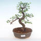 Indoor-Bonsai - Ulmus parvifolia - Kleine Blattulme PB220140 - 1/3