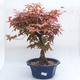 Bonsai im Freien - Ahornbaum - Acer palmatum DESHOJO - 1/3