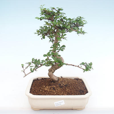 Indoor-Bonsai - Carmona macrophylla - Tee fuki PB220156 - 1