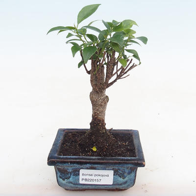 Indoor-Bonsai - Ficus retusa - kleiner Blattficus PB220157 - 1
