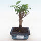 Indoor-Bonsai - Ficus retusa - kleiner Blattficus PB220157 - 1/2