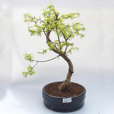 Bonsai im Freien - Pseudolarix amabis-Pamodrine - 1