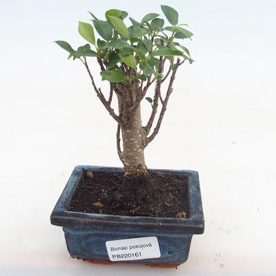 Innenbonsai - Ficus retusa - kleiner Blattficus PB220161 - 1