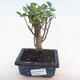 Innenbonsai - Ficus retusa - kleiner Blattficus PB220161 - 1/2