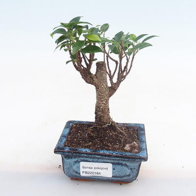 Indoor-Bonsai - Ficus retusa - kleiner Blattficus PB220164 - 1