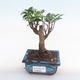 Indoor-Bonsai - Ficus retusa - kleiner Blattficus PB220164 - 1/2
