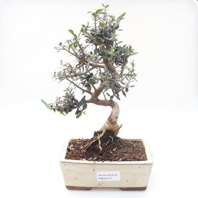 Indoor Bonsai - Olea europaea sylvestris -Oliva Europäisches kleines Blatt PB220177 - 1