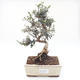 Indoor Bonsai - Olea europaea sylvestris -Oliva Europäisches kleines Blatt PB220177 - 1/5