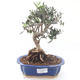 Indoor Bonsai - Olea europaea sylvestris -Oliva Europäisches kleines Blatt PB220183 - 1/5