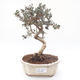 Indoor-Bonsai - Olea europaea sylvestris -Oliva Europäisches kleines Blatt PB220186 - 1/5