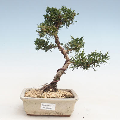 Bonsai im Freien - Juniperus chinensis - Chinesischer Wacholder VB-2020-200