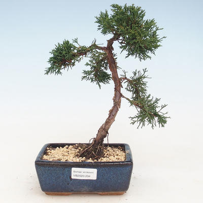 Bonsai im Freien - Juniperus chinensis - Chinesischer Wacholder VB-2020-204