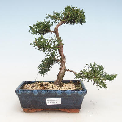 Bonsai im Freien - Juniperus chinensis - Chinesischer Wacholder VB-2020-205