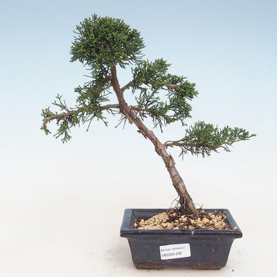 Bonsai im Freien - Juniperus chinensis - Chinesischer Wacholder VB-2020-206