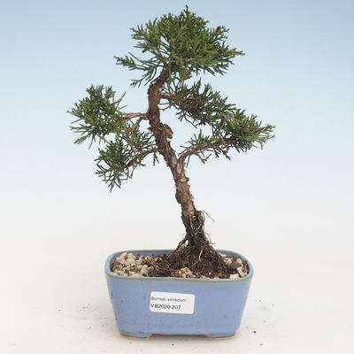 Bonsai im Freien - Juniperus chinensis - Chinesischer Wacholder VB-2020-207