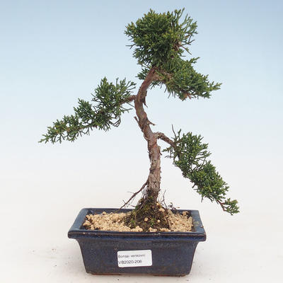 Bonsai im Freien - Juniperus chinensis - Chinesischer Wacholder VB-2020-208