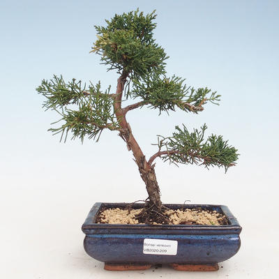 Bonsai im Freien - Juniperus chinensis - Chinesischer Wacholder VB-2020-209