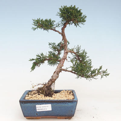 Bonsai im Freien - Juniperus chinensis - Chinesischer Wacholder VB-2020-212