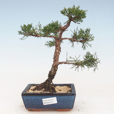 Bonsai im Freien - Juniperus chinensis - Chinesischer Wacholder VB-2020-213