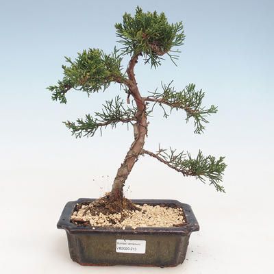 Bonsai im Freien - Juniperus chinensis - Chinesischer Wacholder VB-2020-215