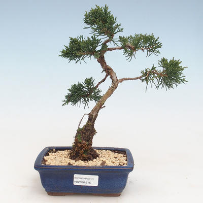 Bonsai im Freien - Juniperus chinensis - Chinesischer Wacholder VB-2020-216