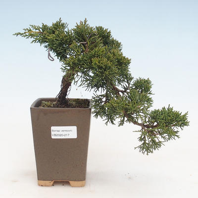 Bonsai im Freien - Juniperus chinensis - Chinesischer Wacholder VB-2020-217