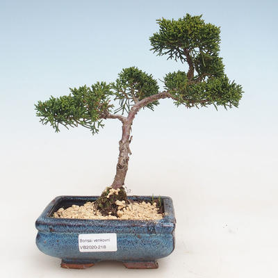 Bonsai im Freien - Juniperus chinensis - Chinesischer Wacholder VB-2020-218