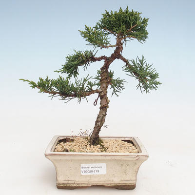 Bonsai im Freien - Juniperus chinensis - Chinesischer Wacholder VB-2020-219