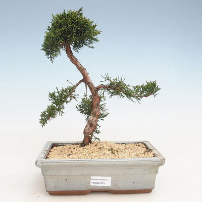 Bonsai im Freien - Juniperus chinensis - Chinesischer Wacholder VB-2020-221