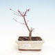 Bonsai im Freien - Maple palmatum DESHOJO - Japanischer Ahorn VB2020-230 - 1/3
