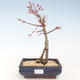Bonsai im Freien - Acer palmatum Beni Tsucasa - Japanischer Ahorn VB2020-233 - 1/4