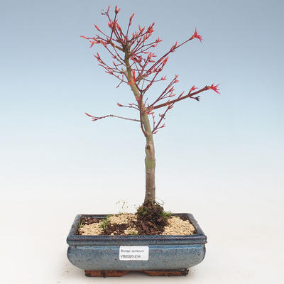 Bonsai im Freien - Acer palmatum Beni Tsucasa - Japanischer Ahorn VB2020-234 - 1