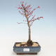 Bonsai im Freien - Acer palmatum Beni Tsucasa - Japanischer Ahorn VB2020-234 - 1/4