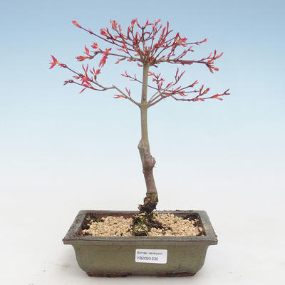 Bonsai im Freien - Acer palmatum Beni Tsucasa - Japanischer Ahorn VB2020-235 - 1