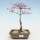 Bonsai im Freien - Acer palmatum Beni Tsucasa - Japanischer Ahorn VB2020-235 - 1/4