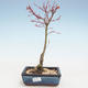 Bonsai im Freien - Acer palmatum Beni Tsucasa - Japanischer Ahorn VB2020-237 - 1/4