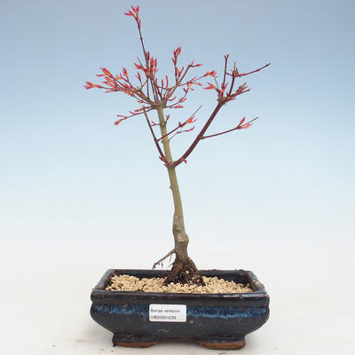 Bonsai im Freien - Acer palmatum Beni Tsucasa - Japanischer Ahorn VB2020-239 - 1