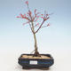 Bonsai im Freien - Acer palmatum Beni Tsucasa - Japanischer Ahorn VB2020-239 - 1/4