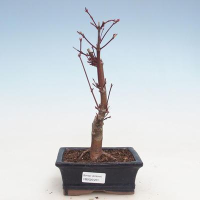 Bonsai im Freien - Maple palmatum Atropurpureum - Japanischer Ahorn VB2020-231 - 1