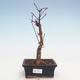 Bonsai im Freien - Maple palmatum Atropurpureum - Japanischer Ahorn VB2020-231 - 1/3