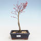Bonsai im Freien - Acer palmatum Beni Tsucasa - Japanischer Ahorn VB2020-240 - 1/4
