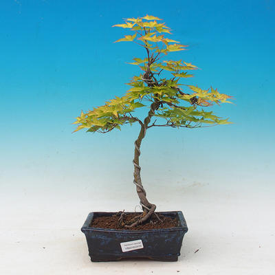 Acer palmatum Aureum - Maple dlanitolistý Gold - 1