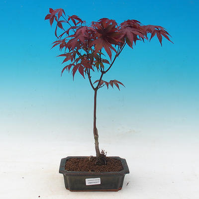 Outdoor-Bonsai - Acer Palme. Atropurpureum-Maple dlanitolistý - 1