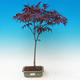 Outdoor-Bonsai - Acer Palme. Atropurpureum-Maple dlanitolistý - 1/2
