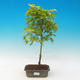 Acer palmatum Aureum - Maple dlanitolistý Gold - 1/2