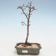 Bonsai im Freien - Acer palmatum SHISHIGASHIRA - Kleiner Ahorn VB2020-243 - 1/3
