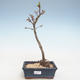 Bonsai im Freien - Acer palmatum SHISHIGASHIRA - Kleiner Ahorn VB2020-245 - 1/3