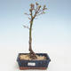 Bonsai im Freien - Acer palmatum SHISHIGASHIRA - Kleiner Ahorn VB2020-246 - 1/3